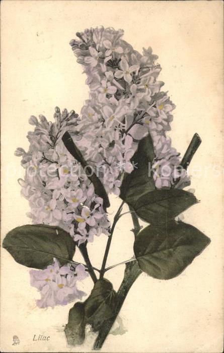 Verlag Tucks Oilette Nr. 6905 Blumen Lilac Lilie