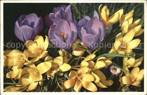 Blumen Ideal-Krokus Safran Zafferano