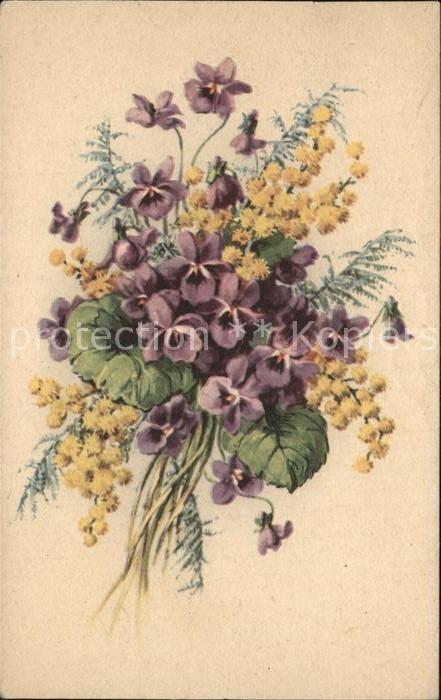 Blumen Veilchen
