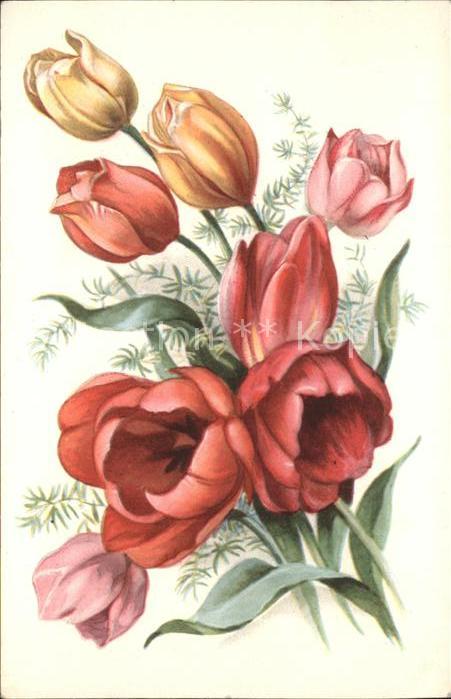 Blumen Tulpen