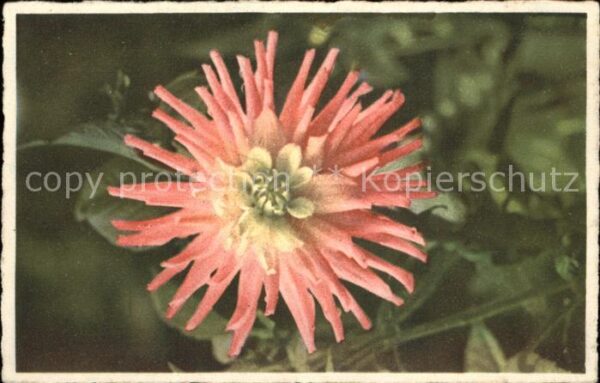 Blumen Dahlia variabilis