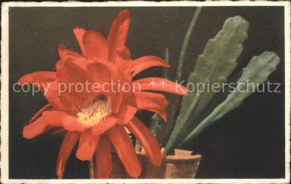 Blumen Kaktus Rhyllocactus
