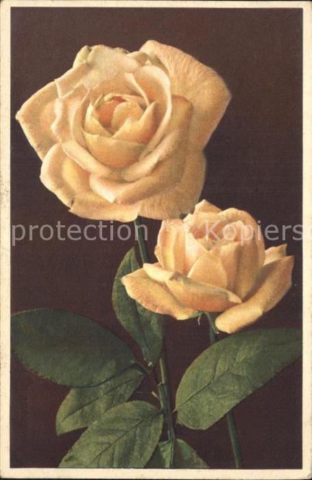 Rosen