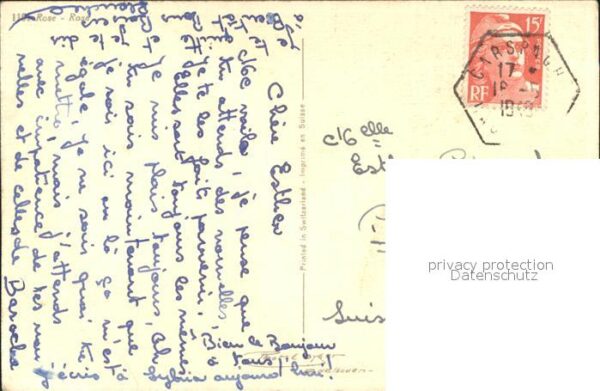 Rosen – Bild 2