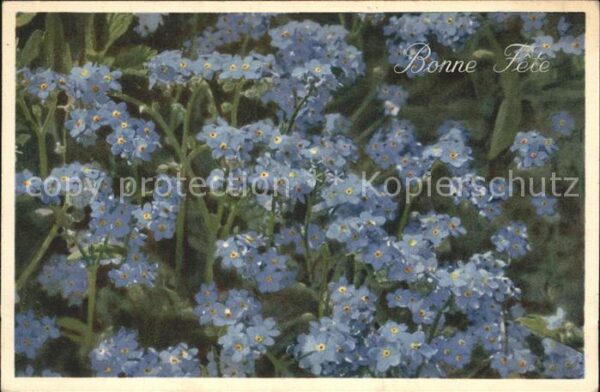 Blumen Alpen-Vergissmeinnicht Myosotis des Alp
