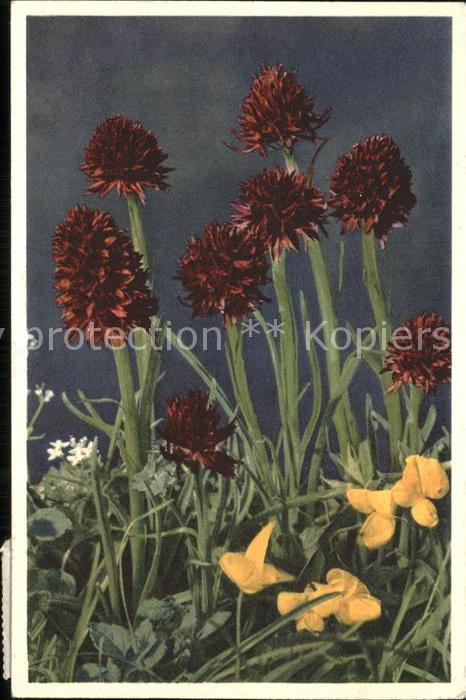 Blumen Männertreu Nigritella angustifolis