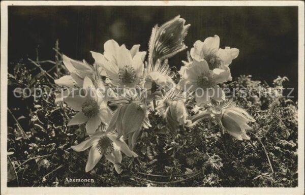 Blumen Anemonen