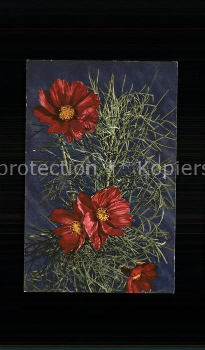 Blumen Doppelgefiederte Cosmea