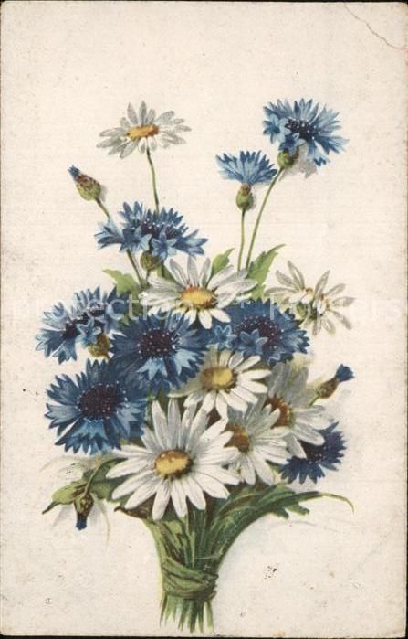 Blumen Margeriten