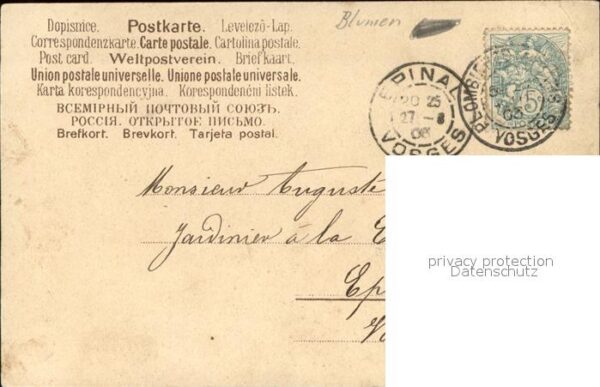 Rosen – Bild 2
