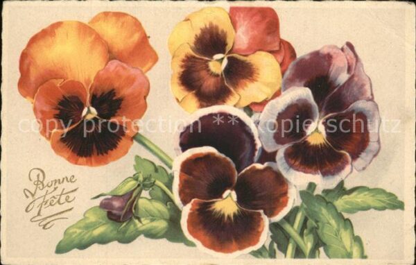 Blumen Stiefmütterchen Glückwunsch Geburtstag