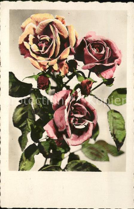 Rosen