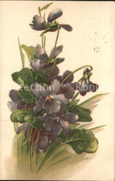 Blumen Veilchen