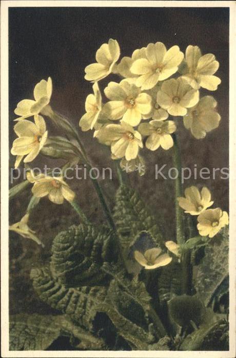 Blumen Wald-Schlüsselblume Primula elatior