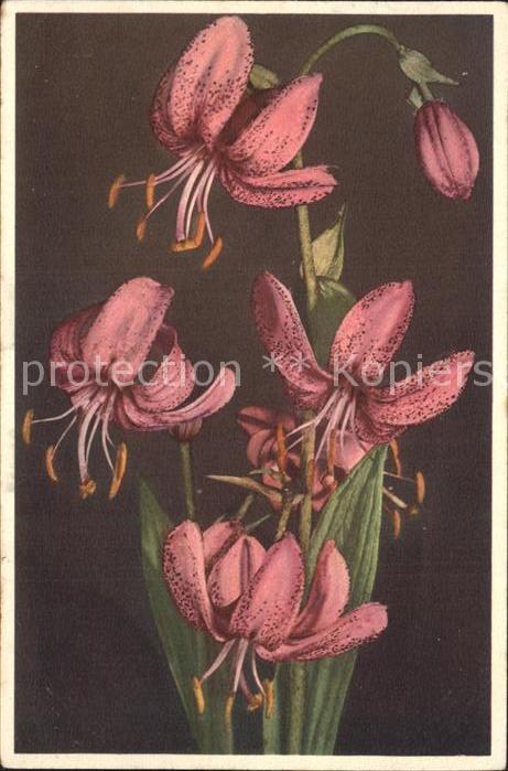 Blumen Türkenbund Lilium martagon