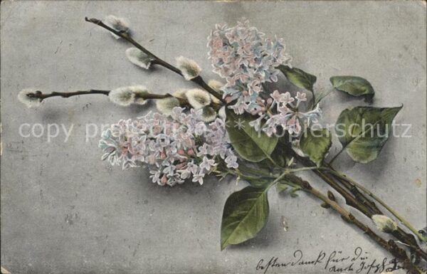 Blumen Weidenkätzchen