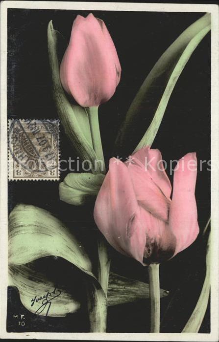 Blumen Tulpen