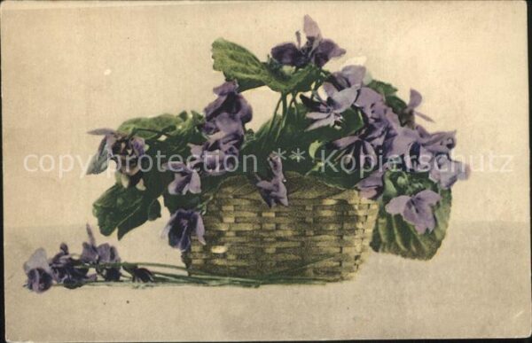 Blumen Veilchen