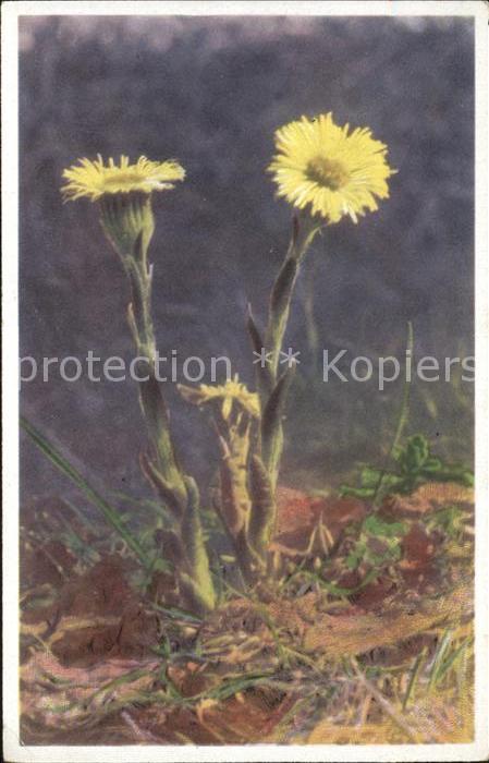 Blumen Huflattich Tussilago farfara