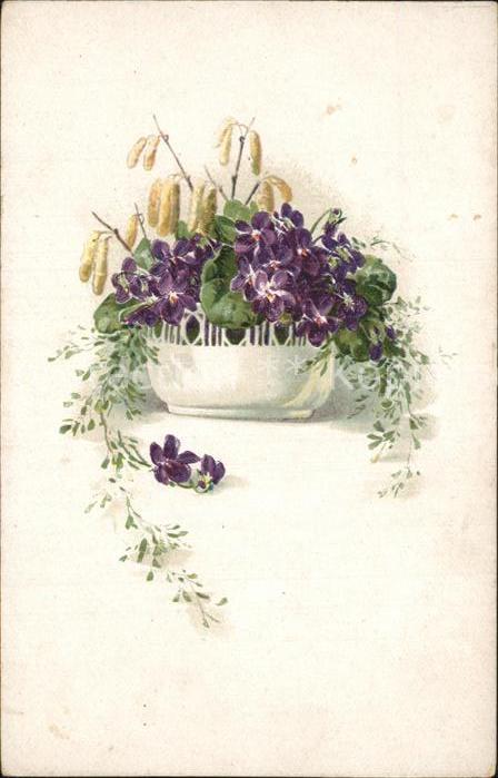 Blumen Veilchen