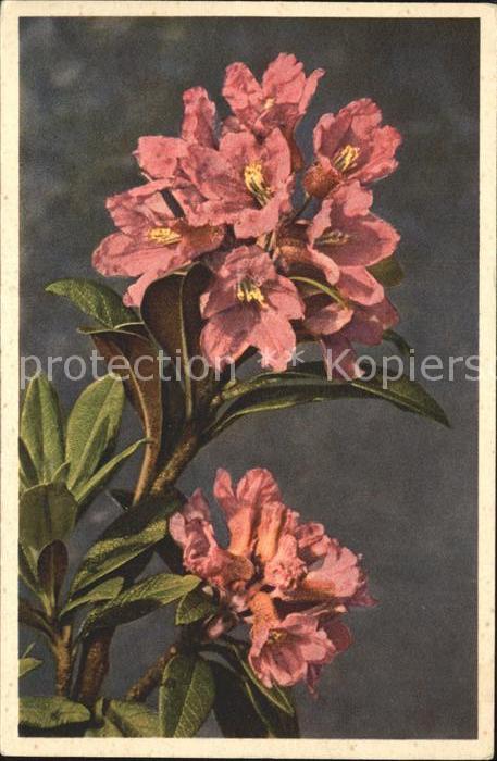 Blumen Rostblättrige Alpenrose Rhododendron fe