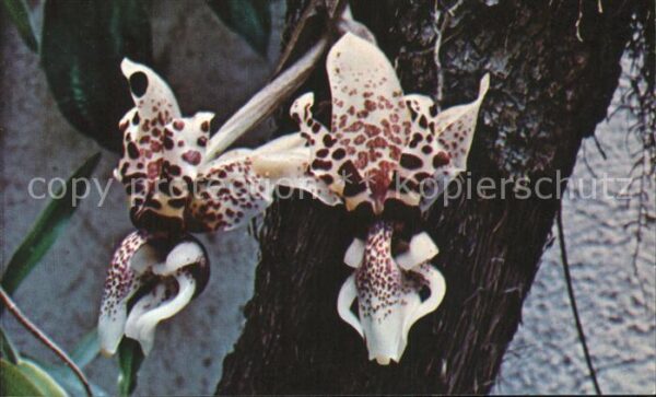 Blumen Standhopea devoniensis