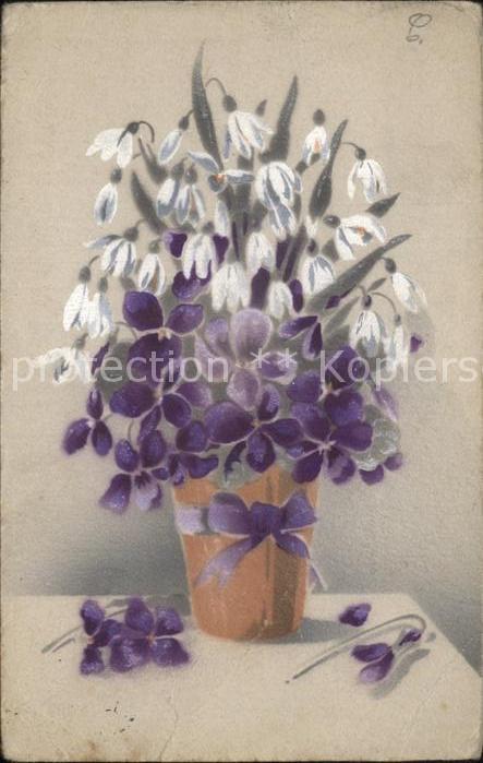 Blumen Veilchen