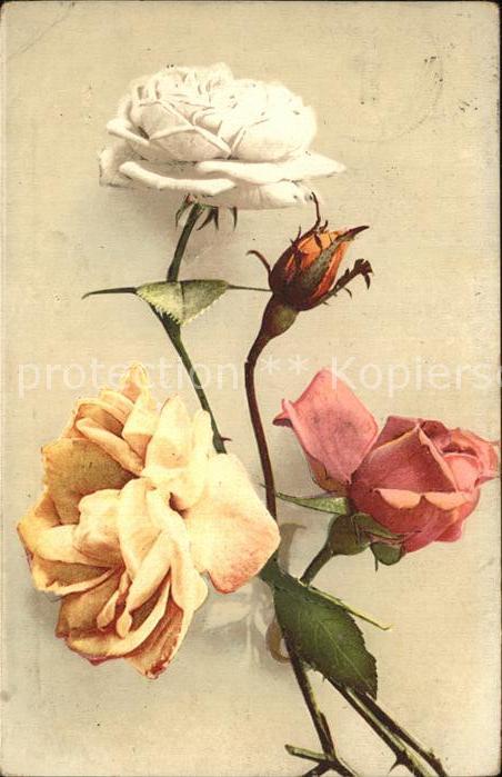 Rosen