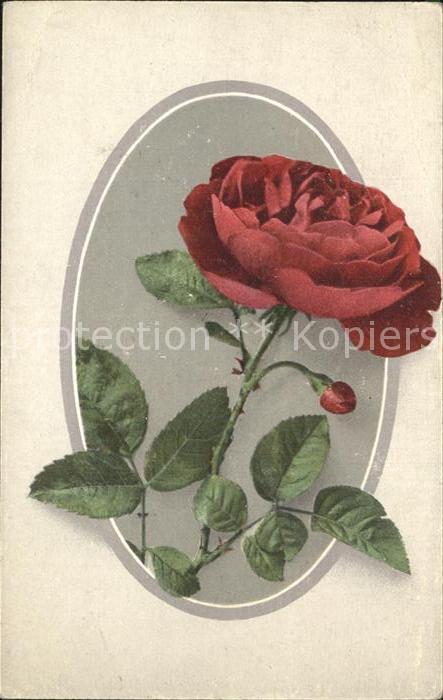 Rosen