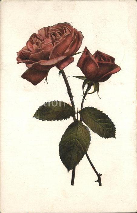 Rosen