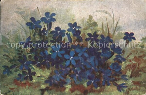 Blumen Künstlerkarte C. Müller