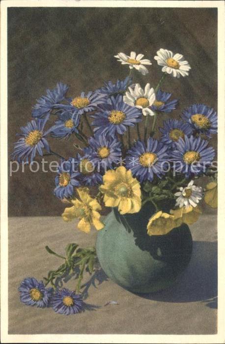 Blumen Kriechende Bergnelkwurz Aster Alpinus