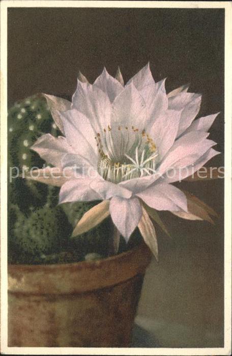 Blumen Kaktus