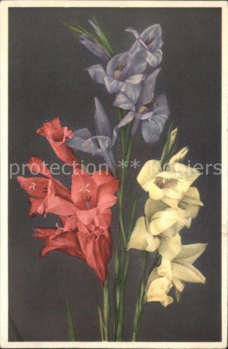 Blumen Gladiolen Gladiolus