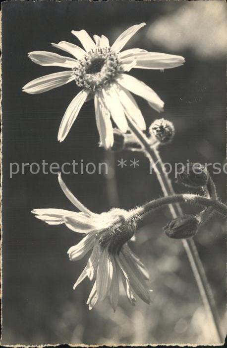 Blumen Arnica Arnika