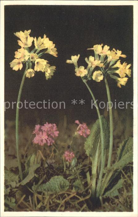 Blumen Primula Schlüsselblume Primroe