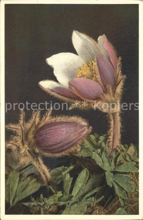 Blumen Anemone vernalis Pelzanemone
