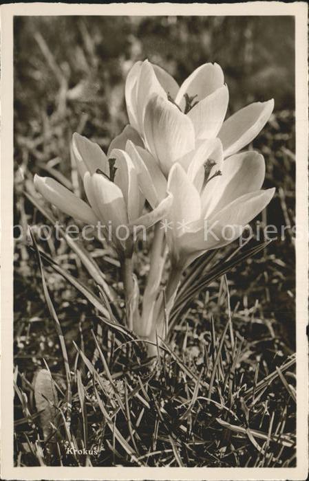 Blumen Krokus