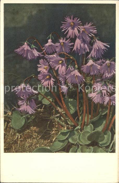 Blumen Soldanella alpina