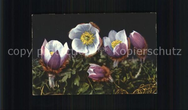 Blumen Frühlings-Anemone Pelzanemone