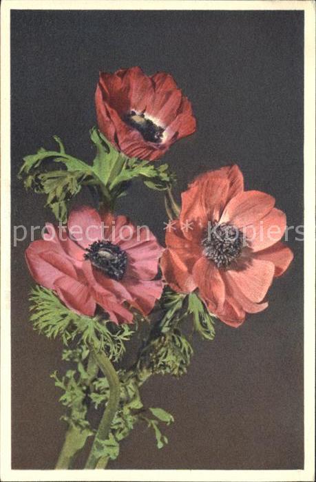 Blumen Anemone coronaria