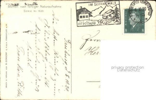 Rosen – Bild 2