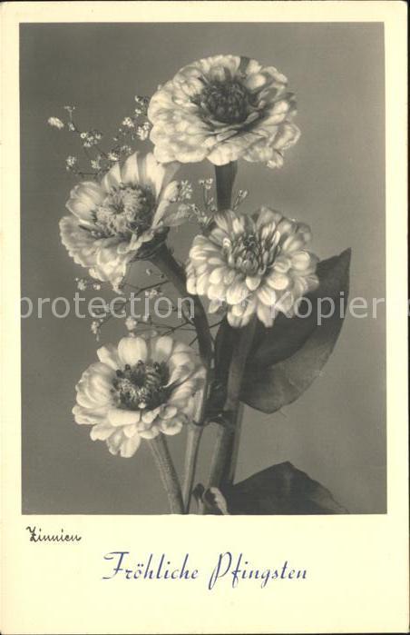 Blumen Zinnien Pfingsten