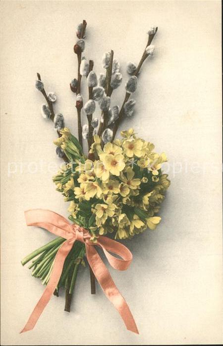 Blumen Weidenkätzchen