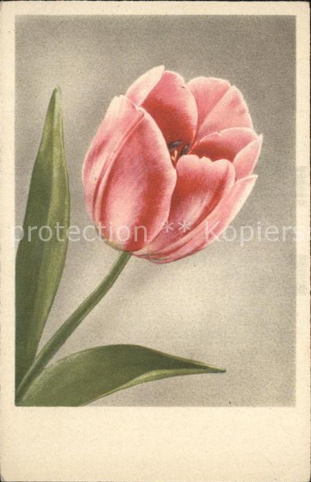 Blumen Tulpe