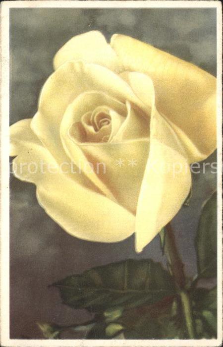 Rosen