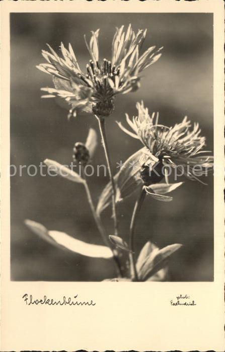 Blumen Flockenblume