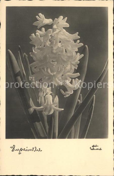 Blumen Hyazinthe