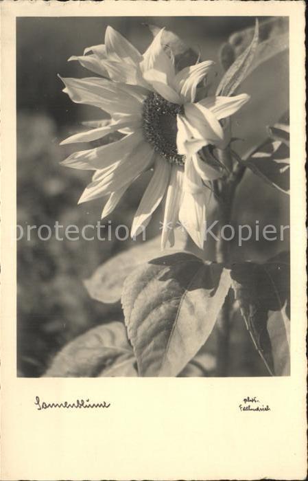Blumen Sonnenblume