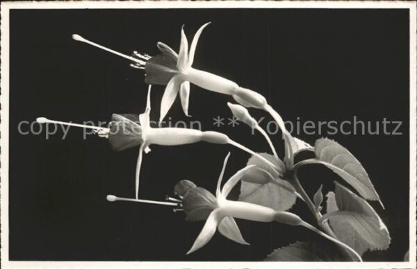 Blumen Fuchsia